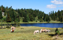 Urlaub in Kärnten